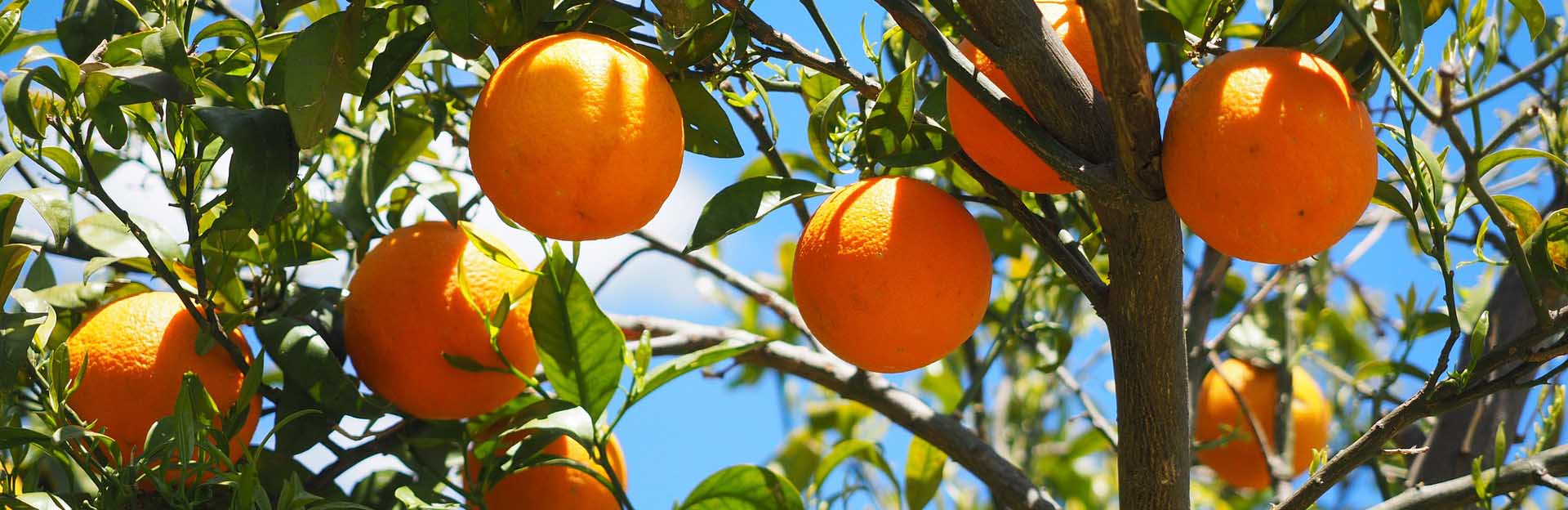 Oranges in tree