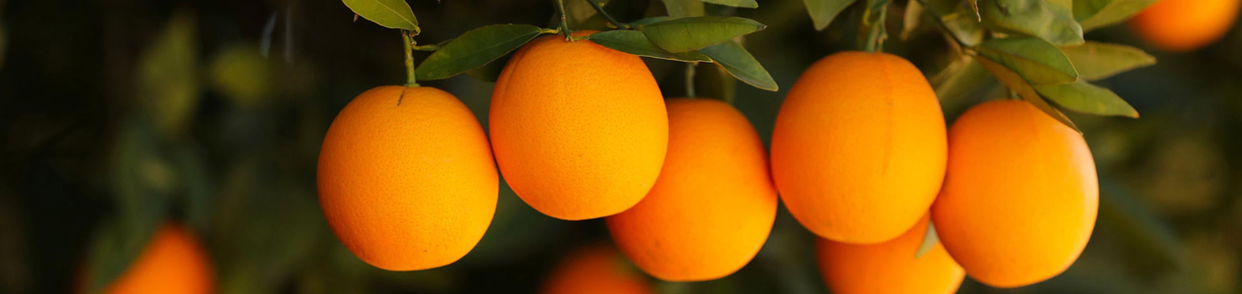 Oranges (c) UCR / Stan Lim
