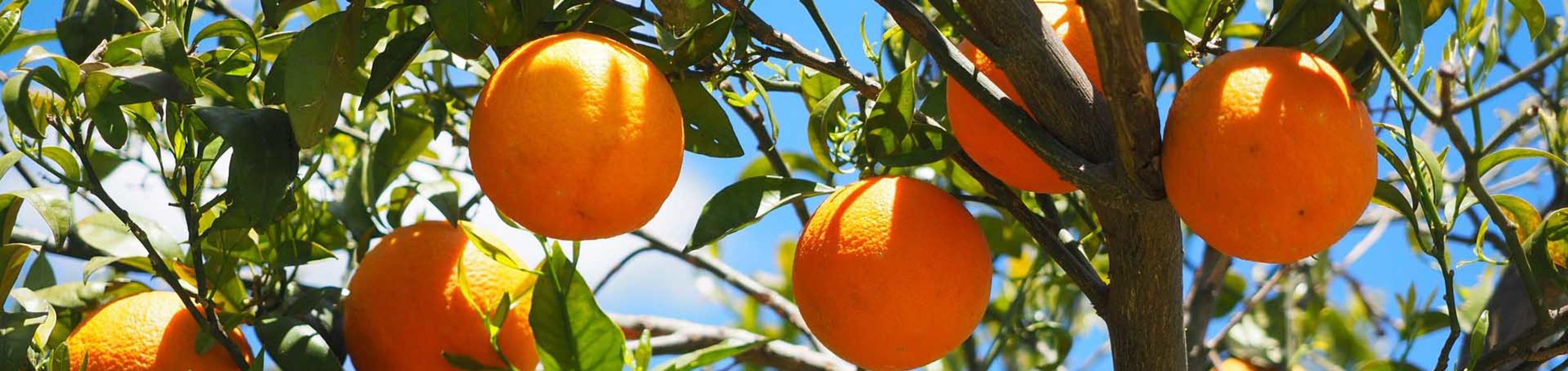 Oranges in tree